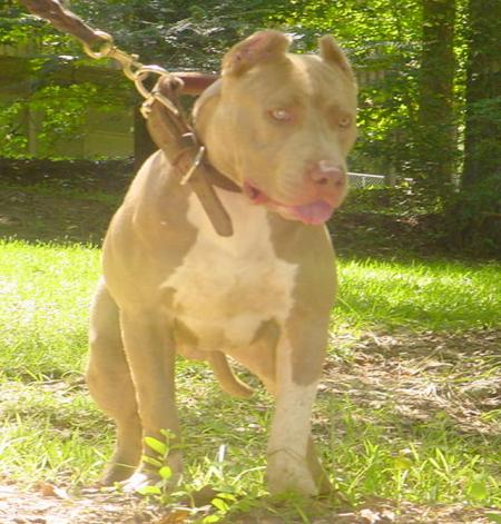 gentil le chien chien 