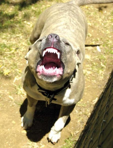 ouvre la bouche  voila gentil le chien